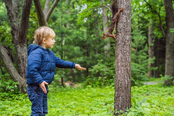 Маленький Хлопчик Годує Маленьку Білку Зеленому Парку — стокове фото