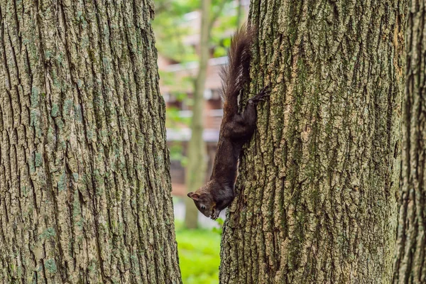 Niedliches Kleines Eichhörnchen Sitzt Zwischen Baumstämmen Auf Verschwommenem Waldhintergrund — Stockfoto