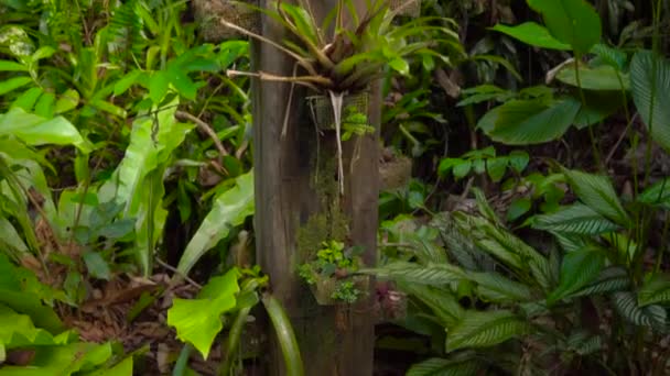 Plants epiphytes that often grows upon larger trees in tropical and subtropical climates in a tropical garden — Stock Video