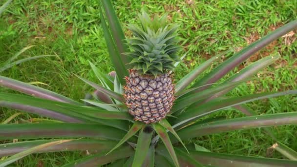 Steadycam schot van ananas planten met een ananas fruit op het — Stockvideo