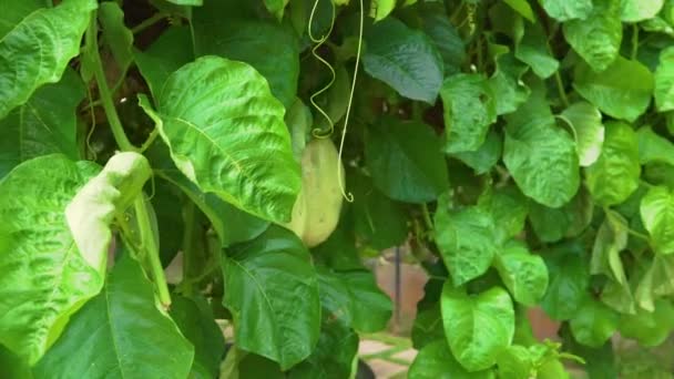 Malaysian passion fruit on an maracuya plant in a tropical garden — Stock Video