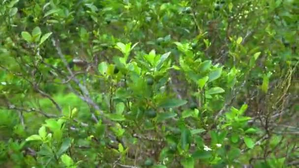 Стійкий фотоапарат вапняної рослини з плодами лайма на ньому — стокове відео