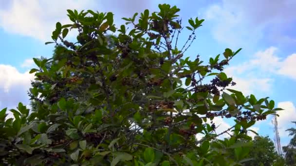 Steadycam foto de árbol de café con frutas de café en él en un jardín tropical — Vídeos de Stock