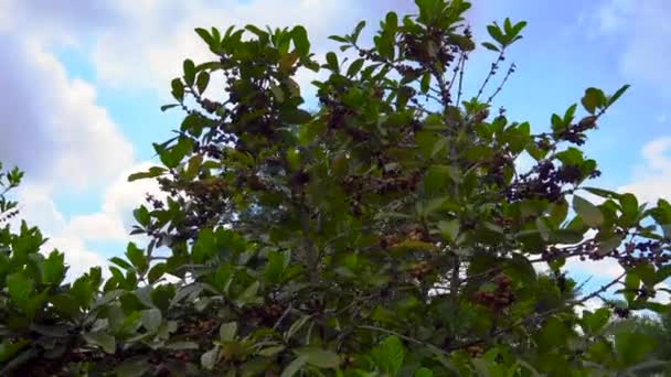 Steadycam shot of coffe tree with coffe fruits on it in a tropical garden — Stock Video