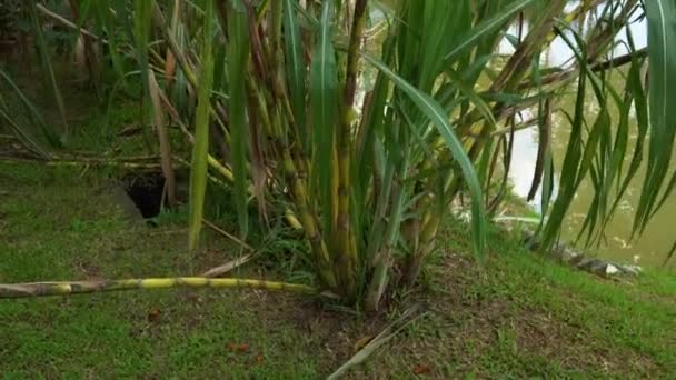 Suikerriet in een tropische tuin — Stockvideo