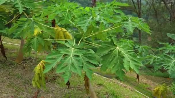 Steadycam skott av en papaya träd med massor av papaya frukt på det — Stockvideo