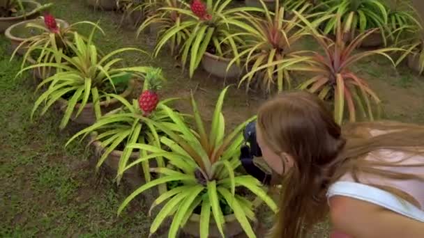 Jeune femme et son fils qui visitent un jardin tropical avec des arbres fruitiers et des plantes exotiques. Steadicam shot d'un groupe de plantes d'ananas avec des ananas sur eux — Video