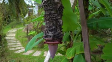 Steadycam vurdu içinde bu küçük muz dolu eski bir muz çiçeği