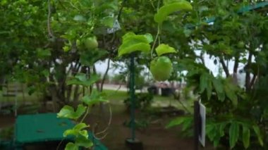 Steadycam atış bir tutku meyve maracuya tesisi tropikal bahçe