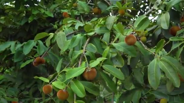 Steadycam Tiro Mabolo Árvore Maçã Veludo Com Muita Fruta Nele — Vídeo de Stock