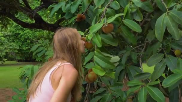 Steadycam shot van de appelboom mabolo of fluweel met veel fruit op het. Vrouw smels de mabolo vruchten in een tropisch park — Stockvideo