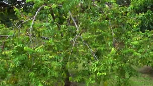 Steadycam πυροβολισμό ενός δέντρου ξετρελαθείτε με τα μέρη των καρπών καράμβολες σε αυτό — Αρχείο Βίντεο