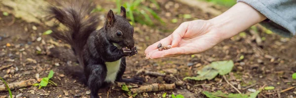 Outstretched hand with nuts of woman feeding black squirrel in autumn park.