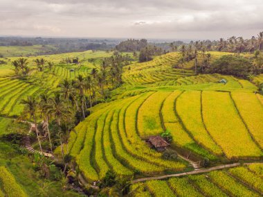 Yeşil pirinç tarlaları kırsal arazi drone çeltik yetiştirilen bitkiler ile uçan hava üstten görünüm fotoğrafın. Bali, Endonezya