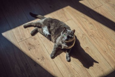 Gri kedi pencerenin önünde sunning