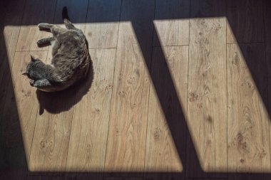 Gri kedi pencerenin önünde sunning.