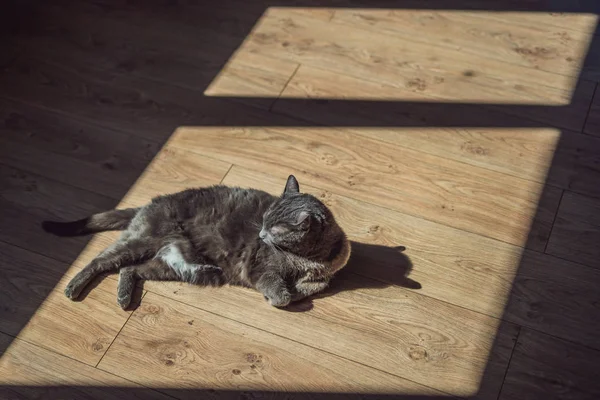 Chat gris bronzant devant la fenêtre — Photo