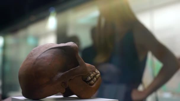 Mutter und Sohn sehen sich historische Exposition im Naturkundemuseum an. die Konstruktion des Schädels eines antiken Mannes — Stockvideo