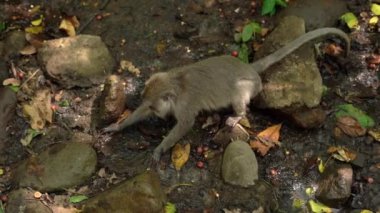 bir vahşi makak maymunlar bir yiyecek arayan ırmak grup vurdu slowmotion