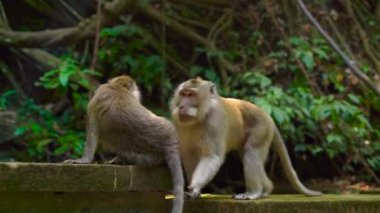 bir grup vahşi makak maymunları Milli Parkı maymun ormanındaki kadeh Slowmotion