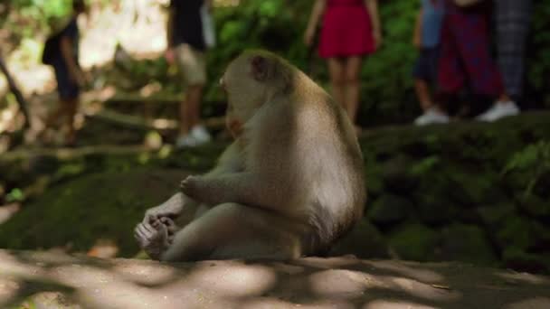 Slowmotion skott av en vilda makak apa i vilt. Manliga makak sitter på en sten — Stockvideo