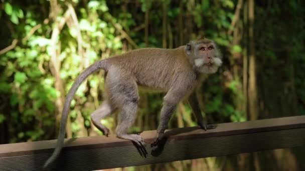 Toma en cámara lenta de un grupo de monos macacos salvajes en un bosque de monos parque nacional — Vídeos de Stock