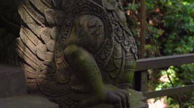 Steadicam shot Dragon doğal park maymun orman Ubud Köyü, Bali, Endonezya
