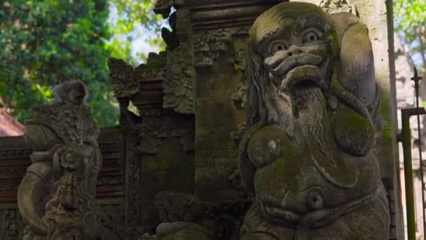 モンキー フォレスト ウブド村、インドネシア ・ バリ島での自然の公園で神聖な石の彫像のステディカム ショット — ストック動画