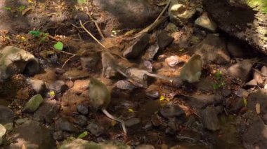 bir vahşi makak maymunlar bir yiyecek arayan ırmak grup vurdu slowmotion