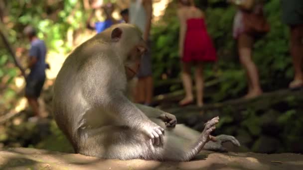 Ein wilder Makakenaffe in freier Wildbahn. Makakenmännchen sitzt auf einem Felsen — Stockvideo