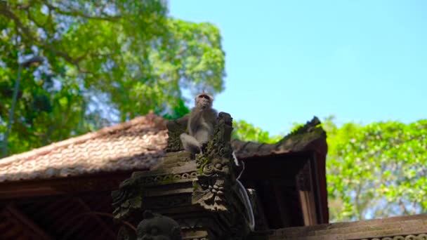 Makaak monkey zittend op de wallof van de tempel binnenkant van een bos van apen bedekt met stenen beeldhouwwerk — Stockvideo