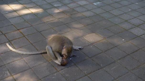 Makaken-Männchen versuchen, eine Koknuss zum Absturz zu bringen — Stockvideo