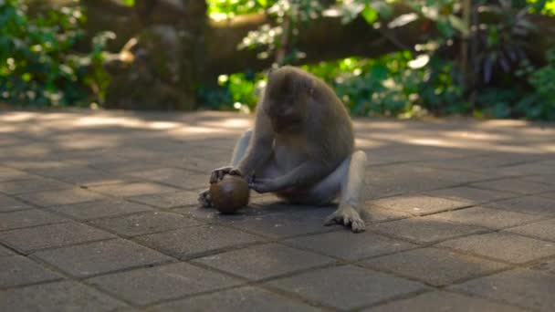 雄性猕猴试图撞倒一个椰子 — 图库视频影像
