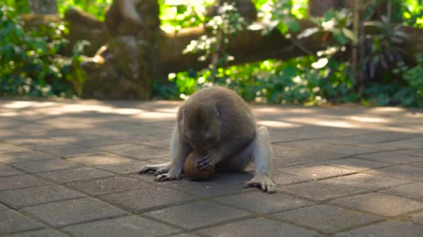 Male macaque monley try to crash a cocnut — Stock Video