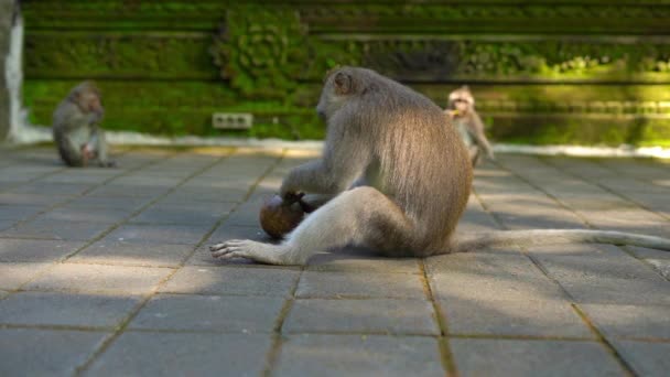 Makaken-Männchen versuchen, eine Koknuss zum Absturz zu bringen — Stockvideo