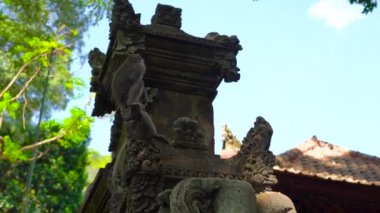 Oyma taş ile kaplı bir maymun orman içinde tapınağın duvarda oturan bir makak maymunu kadeh Slowmotion