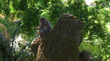 Bir taş heykel oyma taş ile kaplı bir maymun orman içinde oturan bir makak maymunu kadeh Slowmotion