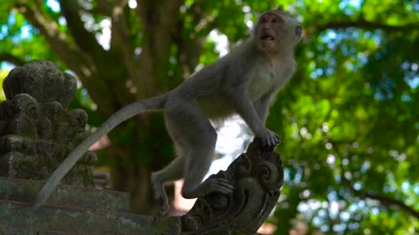 一只猕猴坐在被石雕覆盖的猴子森林内的寺庙墙上的缓慢镜头. — 图库视频影像