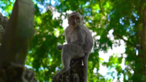 Plan au ralenti d'un singe macaque assis sur le mur du temple à l'intérieur d'une forêt de singes couverte de gravures sur pierre . — Video