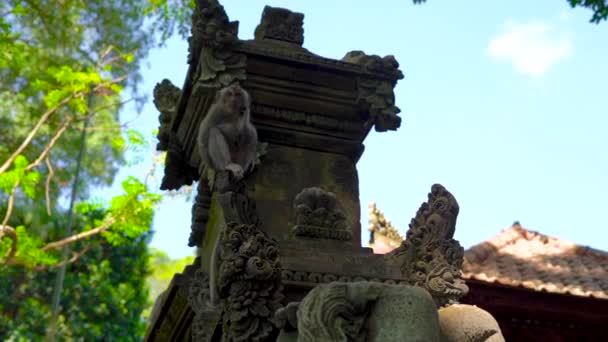 Zeitlupenaufnahme eines Makakenaffen, der an der Tempelwand in einem Affenwald sitzt, der mit Steinschnitzereien bedeckt ist — Stockvideo