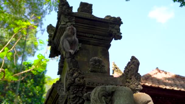 Plan au ralenti d'un singe macaque assis sur le mur du temple à l'intérieur d'une forêt de singes couverte de gravures sur pierre — Video