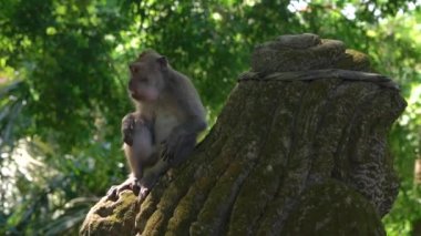 Bir taş heykel bir Eko-Park Ubud Köyü, Bali Adası, Endonezya maymunlar ormanda oturan erkek makak maymunu Slowmotion steadicam atış