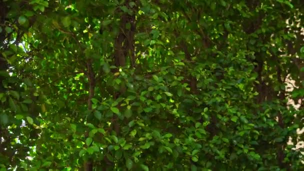 Joven toma una ducha en un jardín tropical — Vídeos de Stock