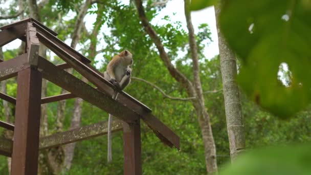 Un mono macaco en un parque tropical. Naturaleza salvaje y concepto humano — Vídeo de stock