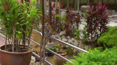 Bir korkuluk tropikal bir parkta oturup yemek yeme makak maymunu kadeh Slowmotion