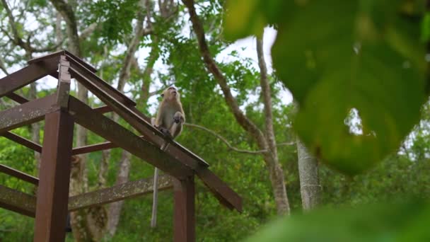 Медленная съемка группы обезьян-макаков в тропическом парке — стоковое видео