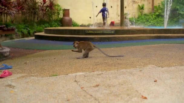 Slowmotion skott av en grupp av Makaker apor i en tropisk park som försöker stjäla mat från en lokal personer — Stockvideo