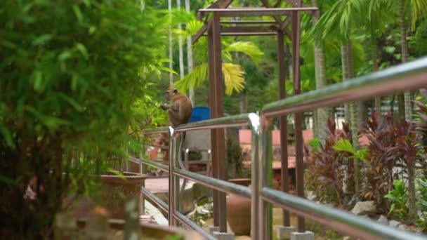 Slowmotion záběr makak opice jíst jídlo sedět na zábradlí v tropickém parku — Stock video