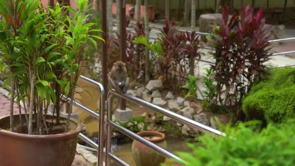 Slowmotion Tiro Macaco Macaco Comer Comida Sentado Corrimão Parque Tropical — Vídeo de Stock