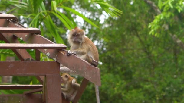 Tikje shot van een groep van makaak apen in een tropisch park — Stockvideo